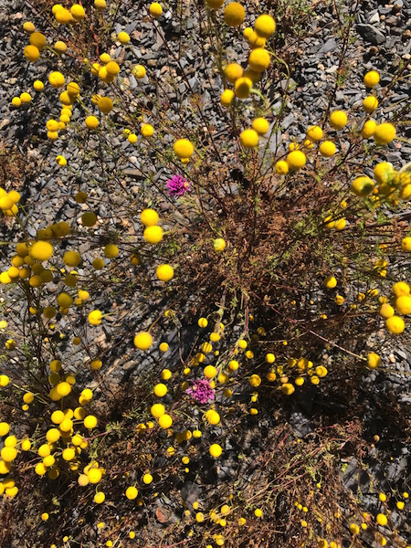 Stinknet and Owl’s Clover